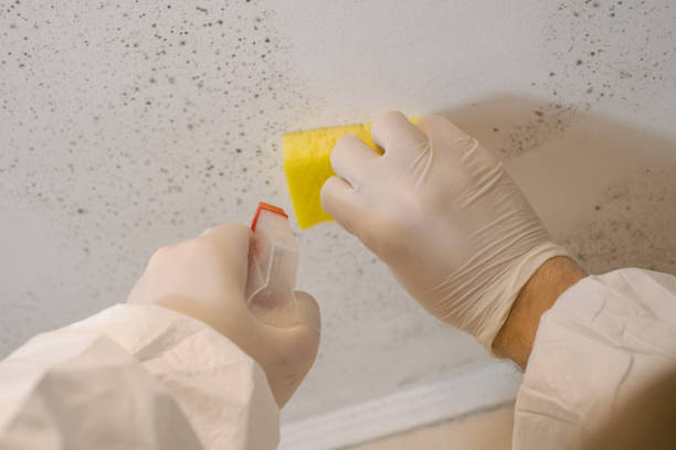 Trusted Los Altos, CA Mold Removal Experts