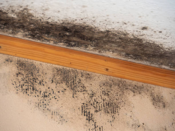 Best Biohazard Mold Removal  in Los Altos, CA